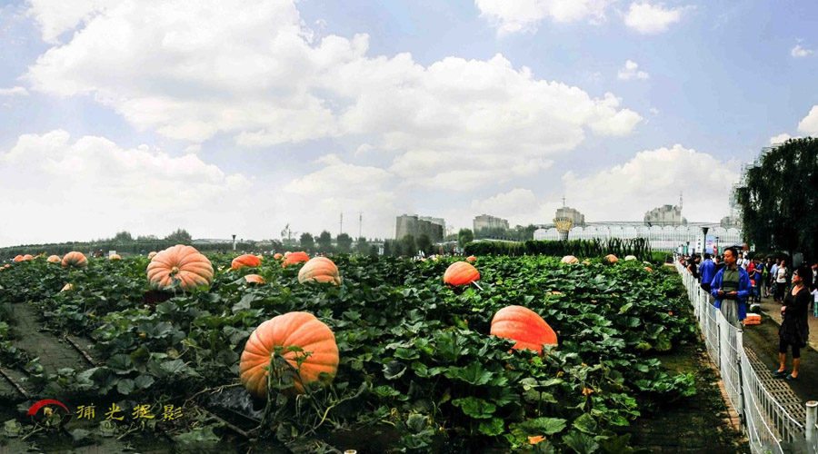 这么太南瓜见过吗1000多斤