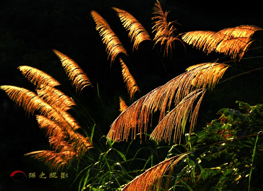 夕阳吟.jpg
