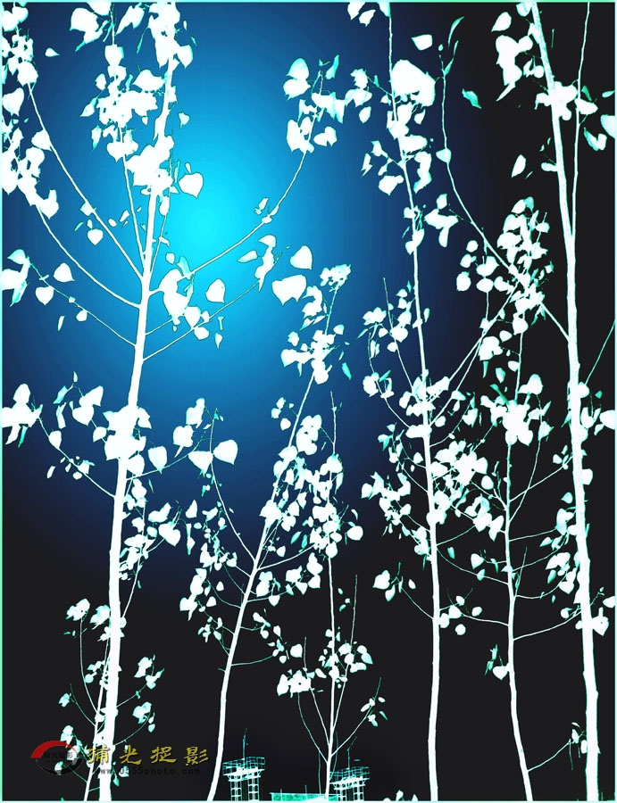 夜桦林.jpg