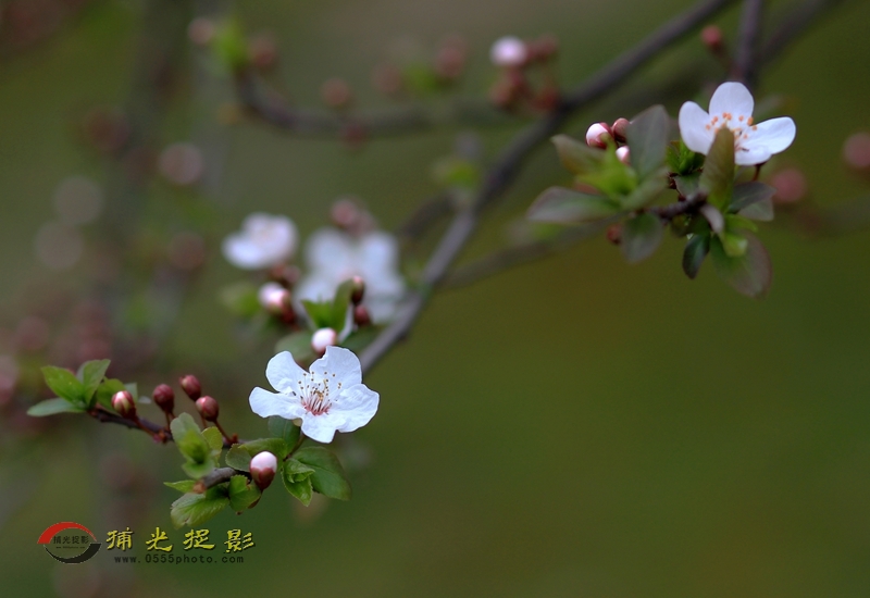 紫叶李花_副本.jpg