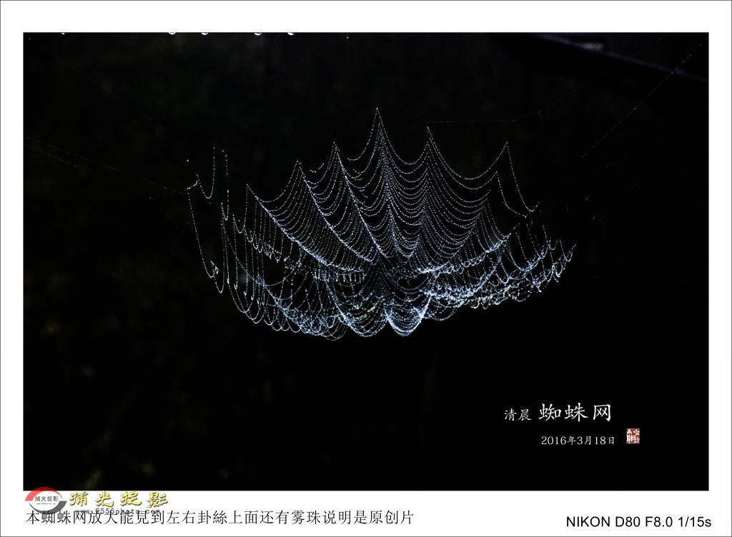 清晨蜘蛛网