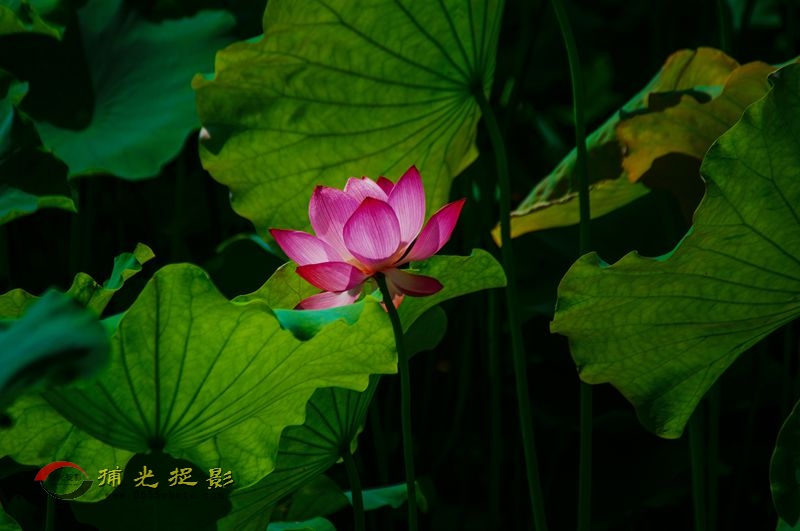 _DSC0113_.jpg