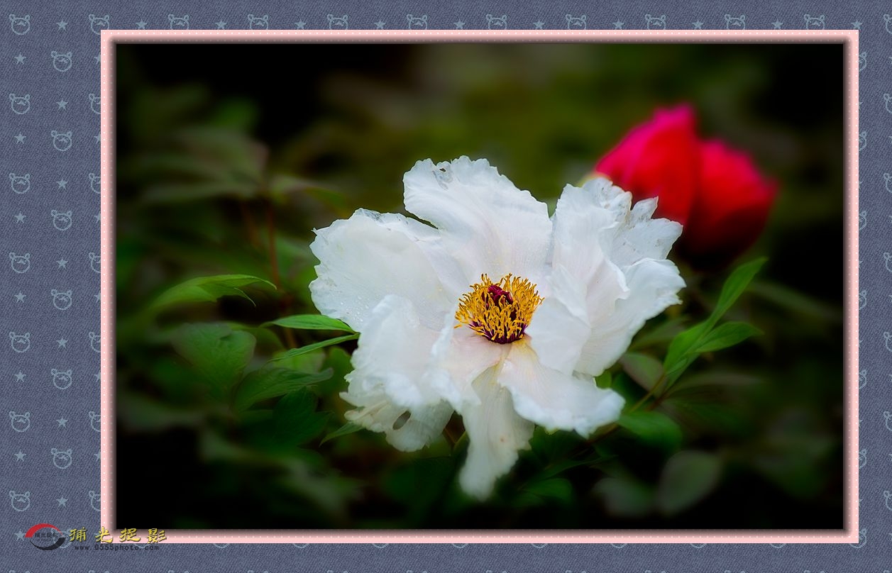 DSC_9709_副本.jpg