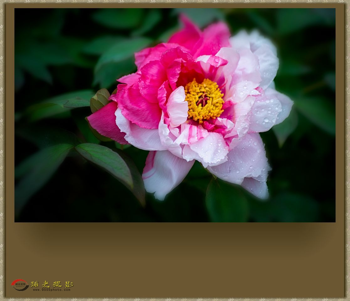 DSC_9631_副本.jpg