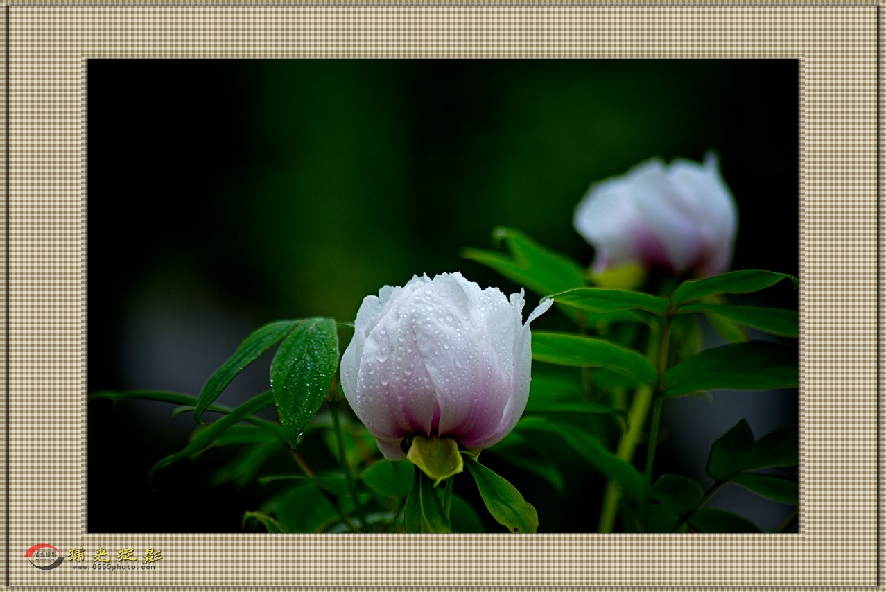 DSC_9789_副本.jpg