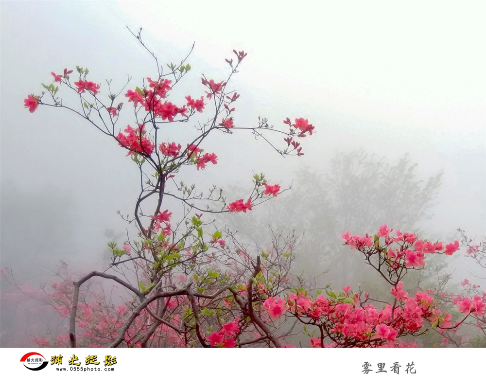 郑恒《雾里看花》.jpg