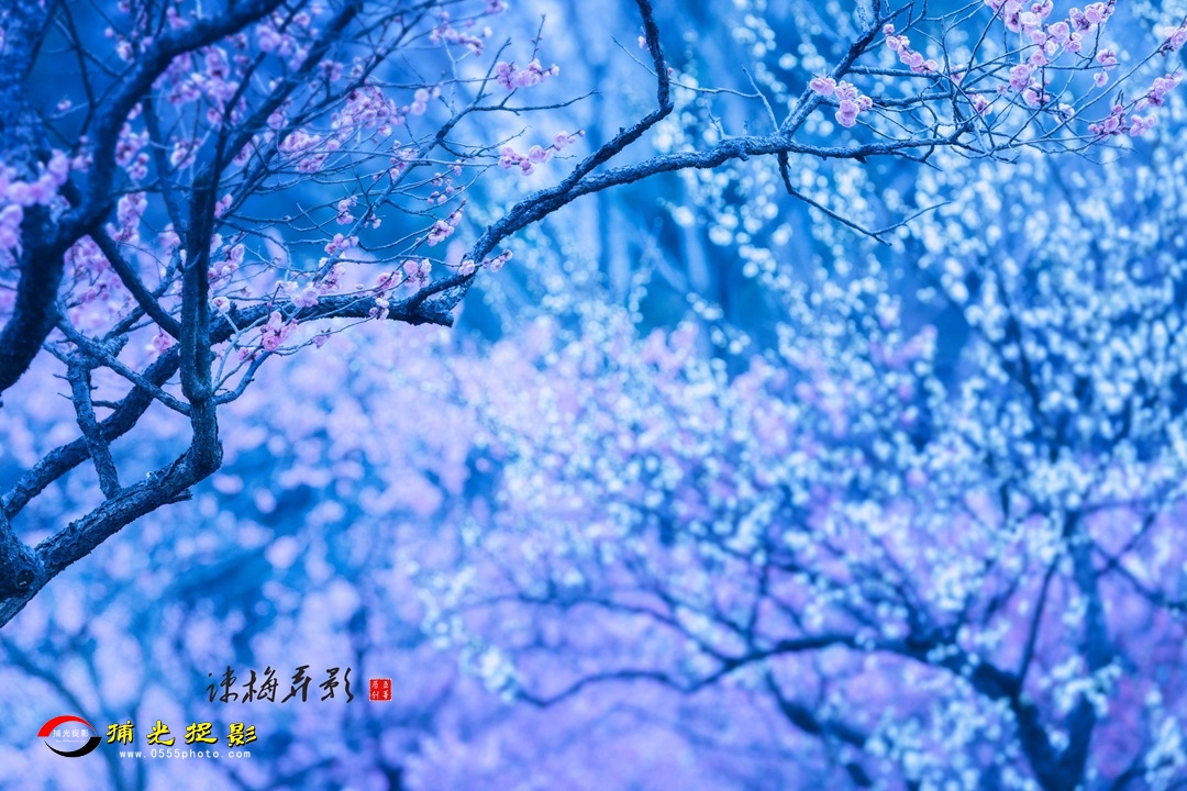 疏梅弄影2.jpg