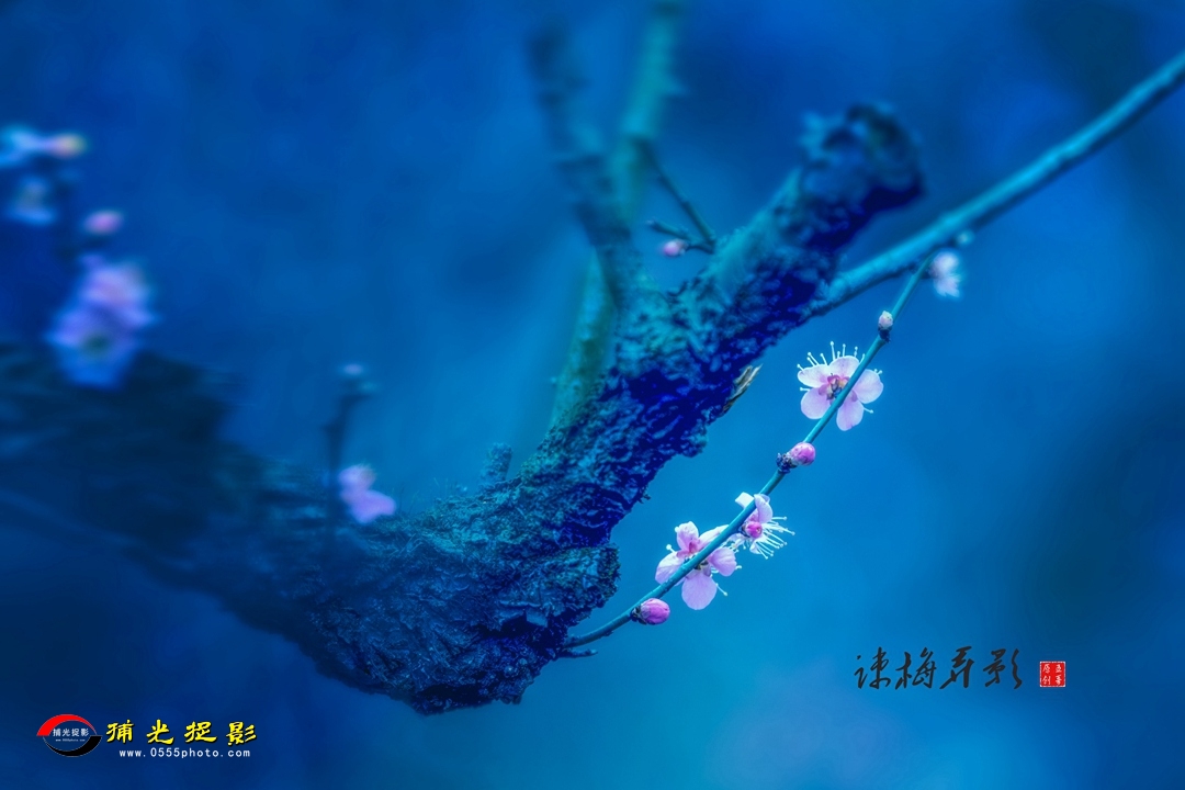 疏梅弄影3.jpg