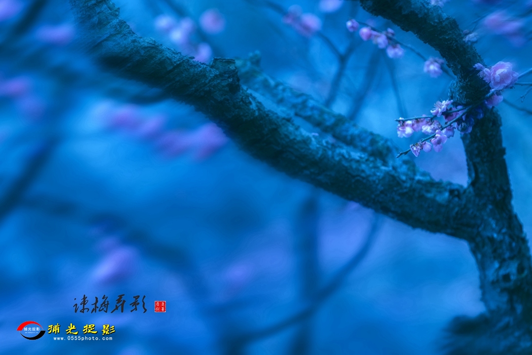 疏梅弄影4.jpg