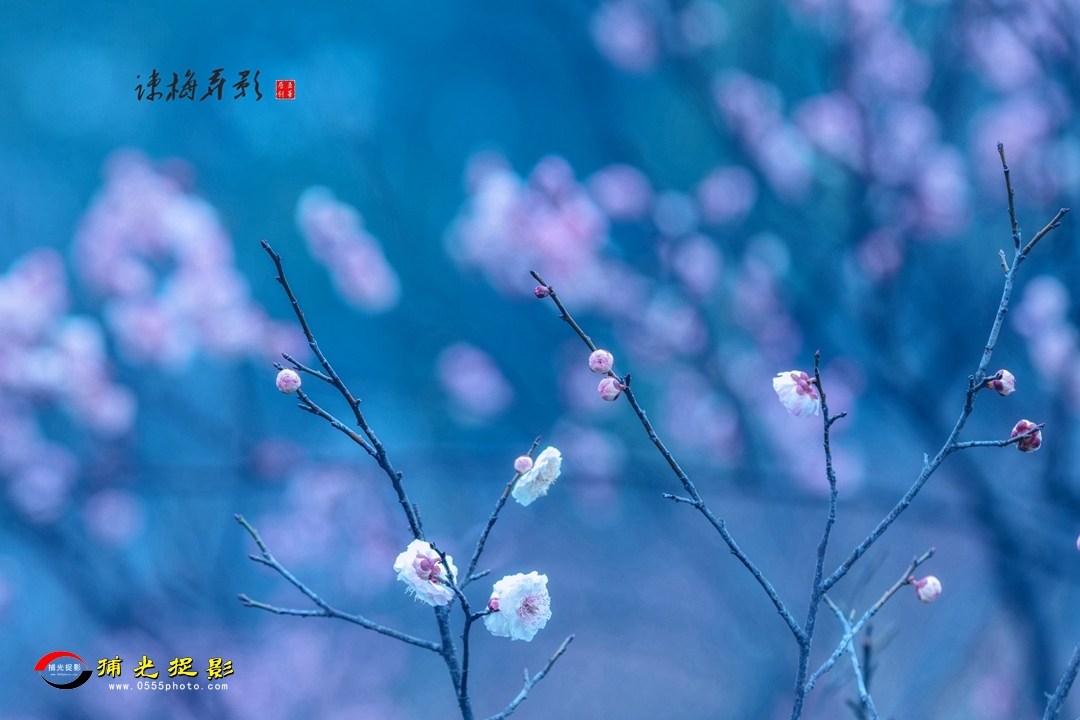 疏梅弄影5.jpg