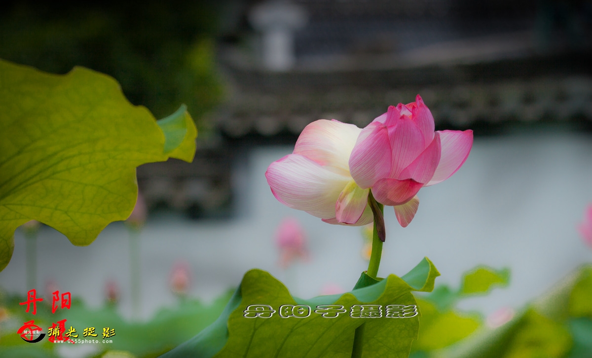 IMG_1772-1_副本.jpg