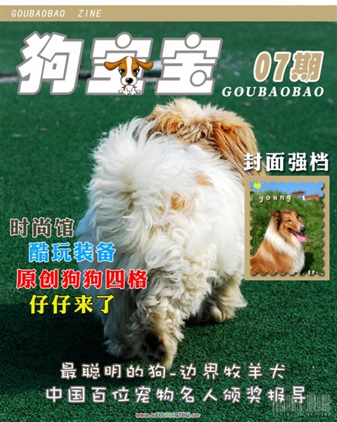 发组狗狗的照片
