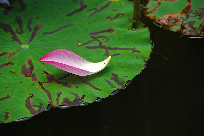 重游香湖岛