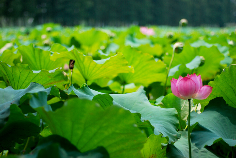 重游香湖岛