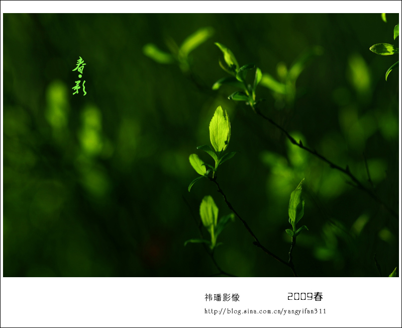 春·影
