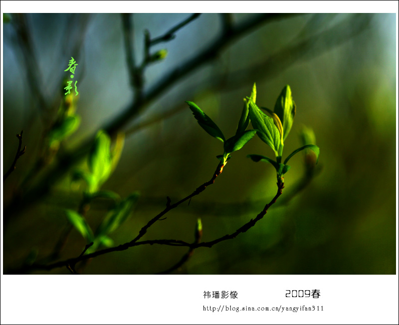 春·影