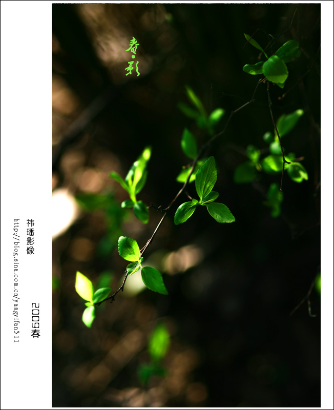春·影