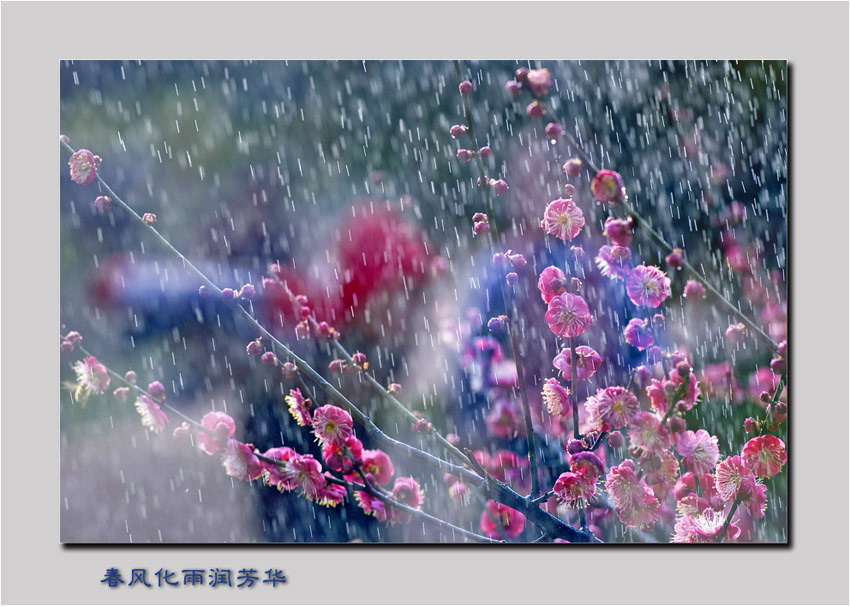 [公告]2009”丽的数码图片”2月赛获奖作品