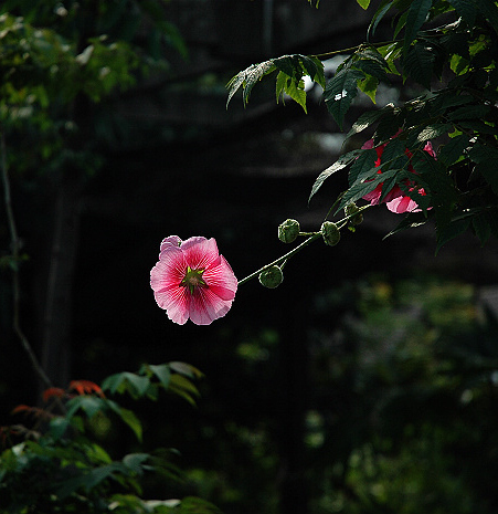 花小品