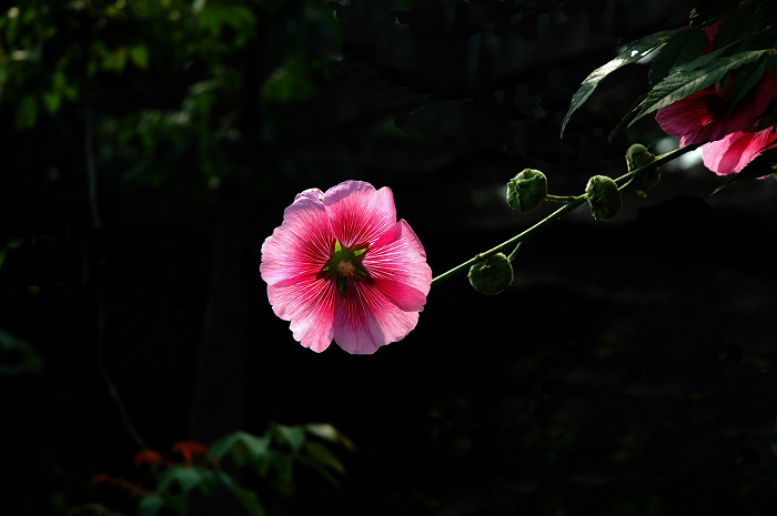 花小品