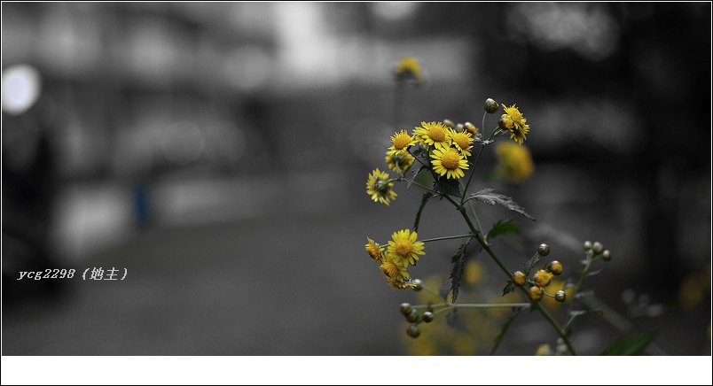 IMGP6043.jpg