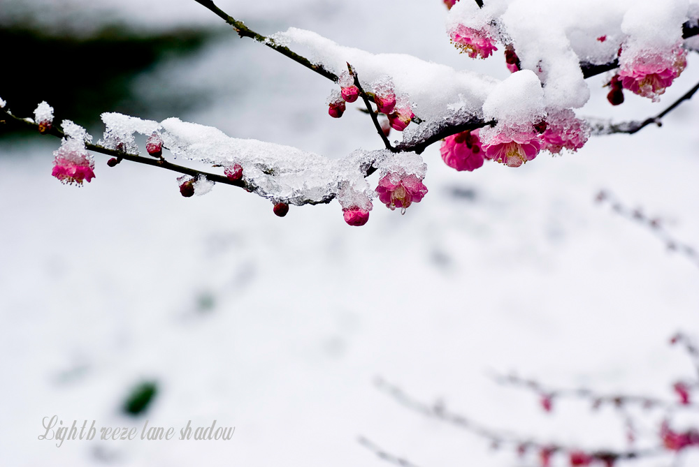 “_DSC4386”-1为智能对象-1.jpg