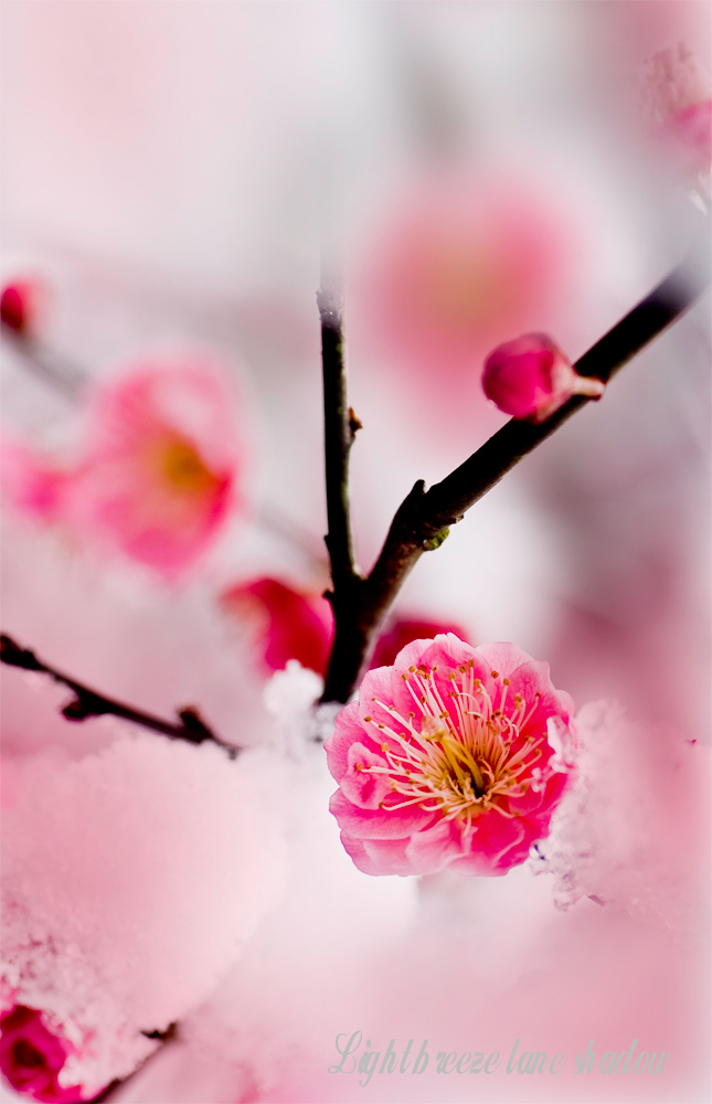 ““_DSC4339-1”为智能对象-1”为智能对象-1.jpg