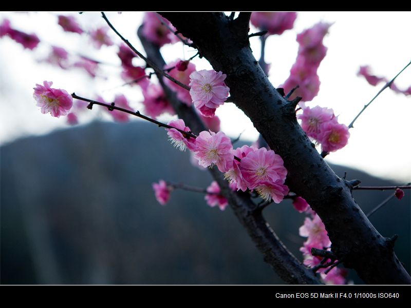 IMG_3603Ϊܶ-1.jpg