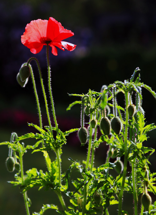 IMG_6553-1副本.jpg