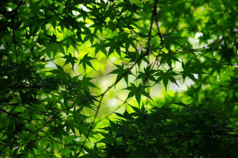 IMGP0680x.jpg