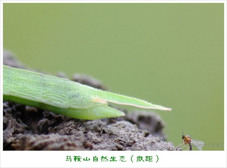 IMGP9402-2.jpg