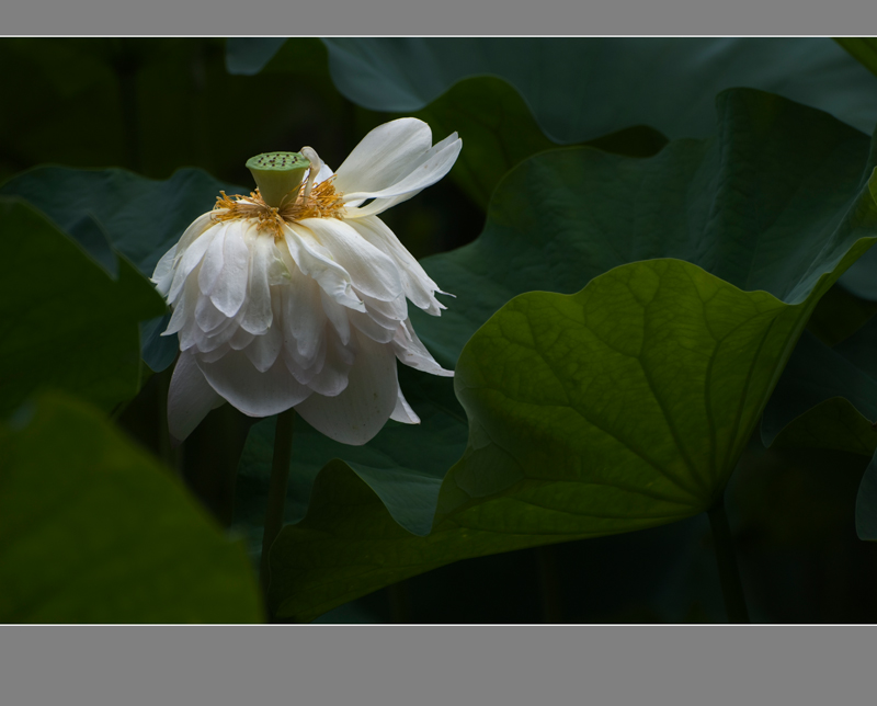 DSC_1445Ϊܶ-1a.jpg