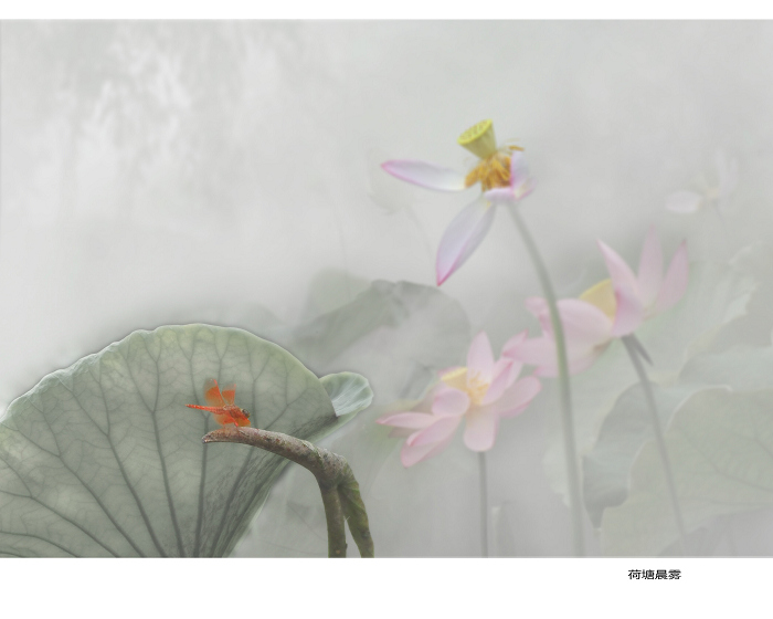 荷塘晨雾 副本.jpg