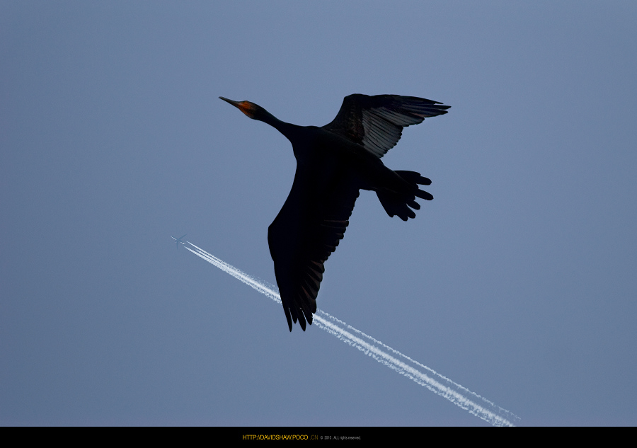 DSC_8374.jpg