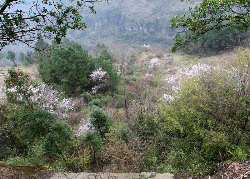 019鱼木寨 (9).JPG