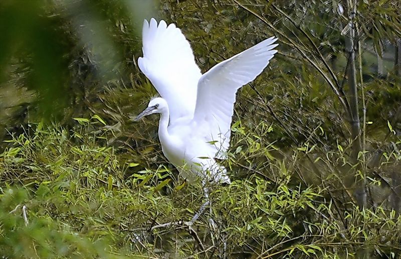 小白鹭长大了_DSC3029.jpg