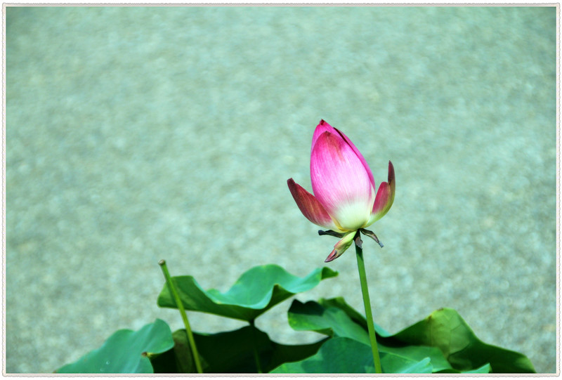 60d 007_副本_副本_副本.jpg