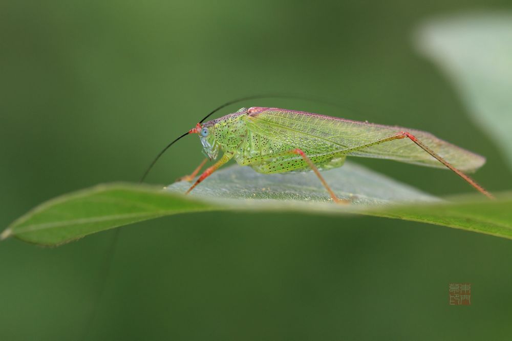 IMG_0733-1-G10-1.jpg
