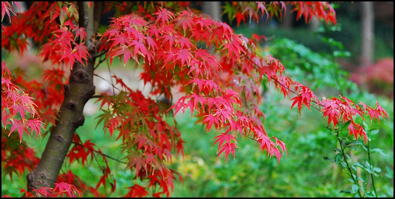 复件 DSC_4803副本_conew1.jpg