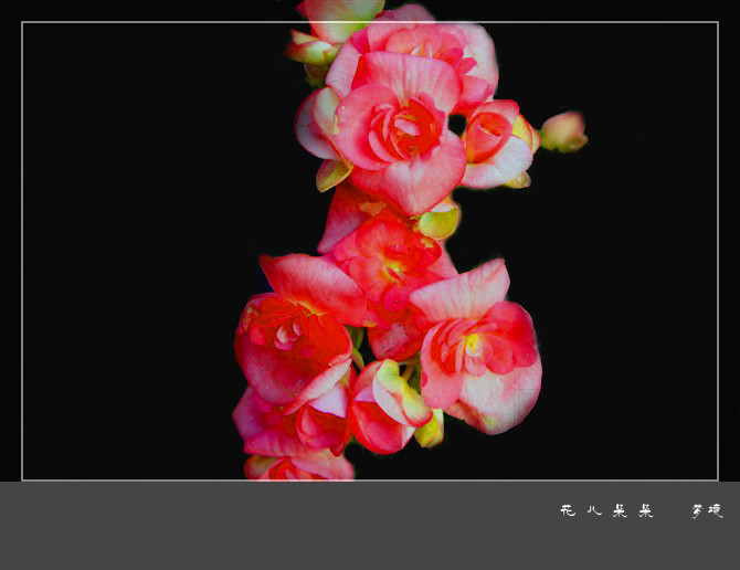 psb_花儿朵朵.jpg