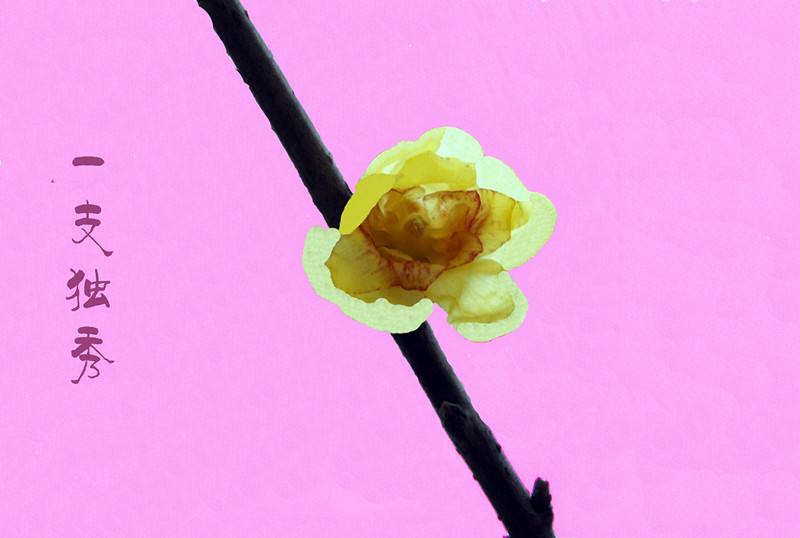 DSC05550副本_副本.jpg