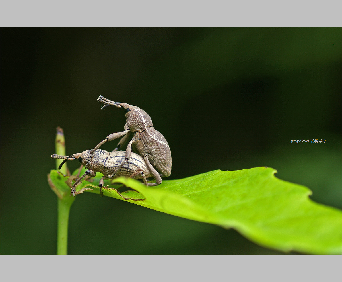 IMGP5425-1.jpg