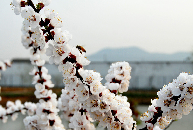 DSC_0036_副本.jpg