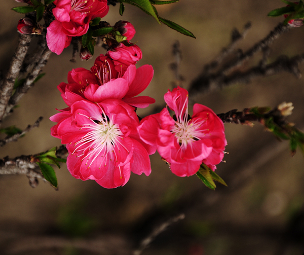桃花