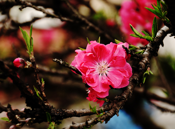 桃花