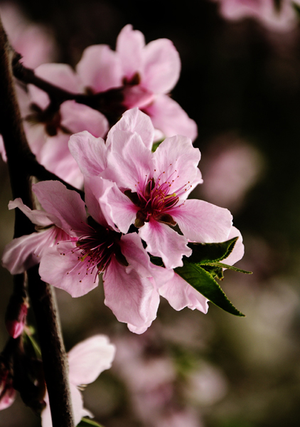 桃花