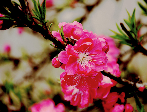 桃花