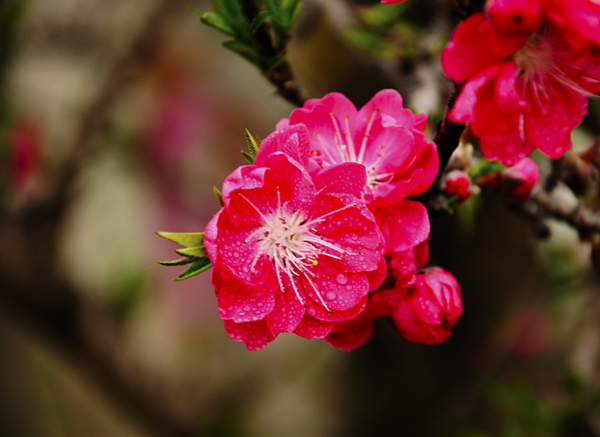 桃花