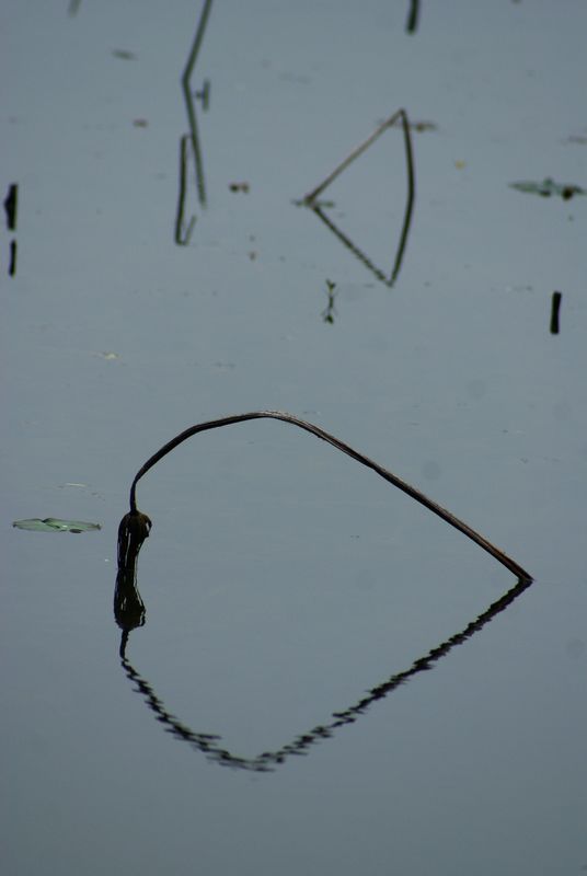 DSC06551 - .JPG