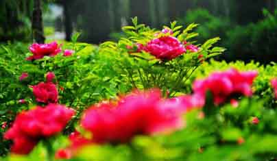 牡丹花_5512.JPG
